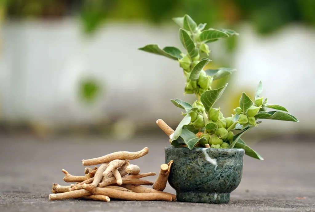 Korzeń i liście ashwagandhy