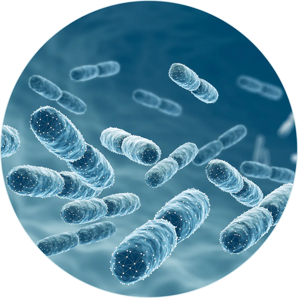 Szczep Bacillus coagulans