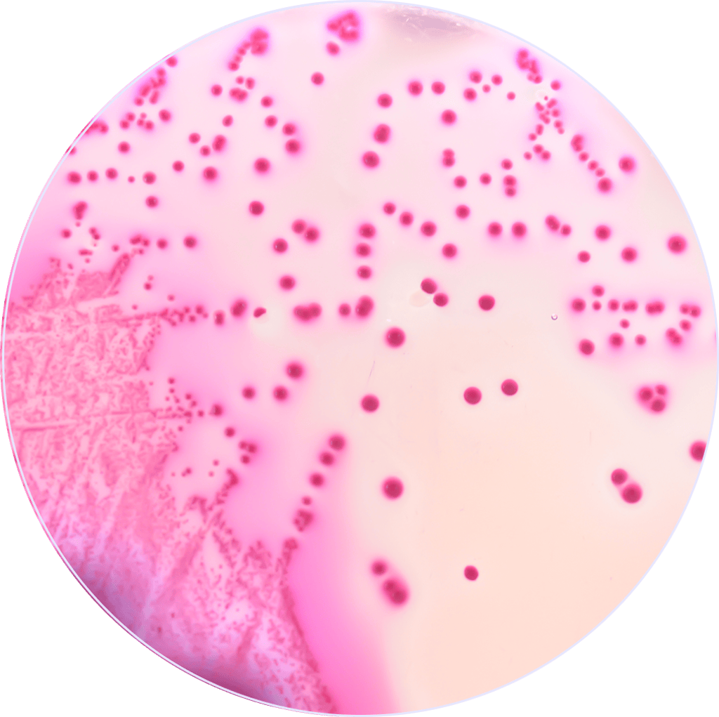 Mikrobiota jelitowa pod mikroskopem