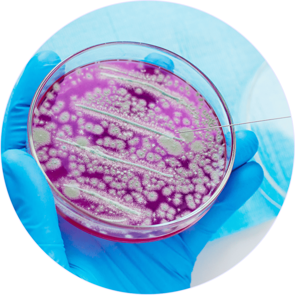 Szczepy probiotyczne