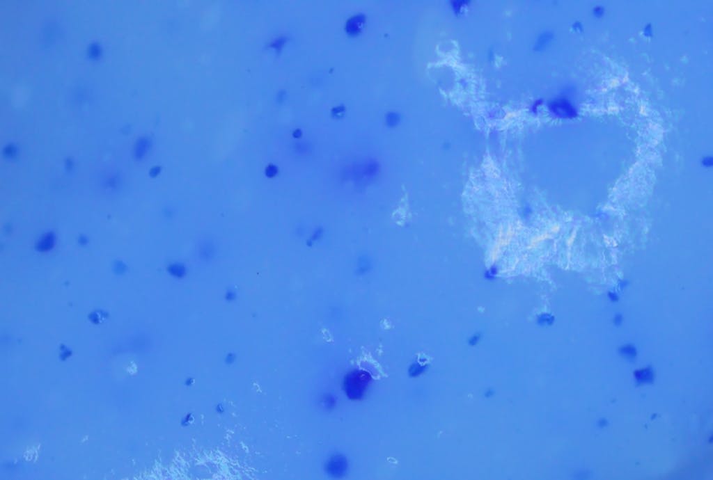 Szczep probiotyczny w zbliżeniu pod mikroskopem Szczep probiotyczny w zbliżeniu pod mikroskopem