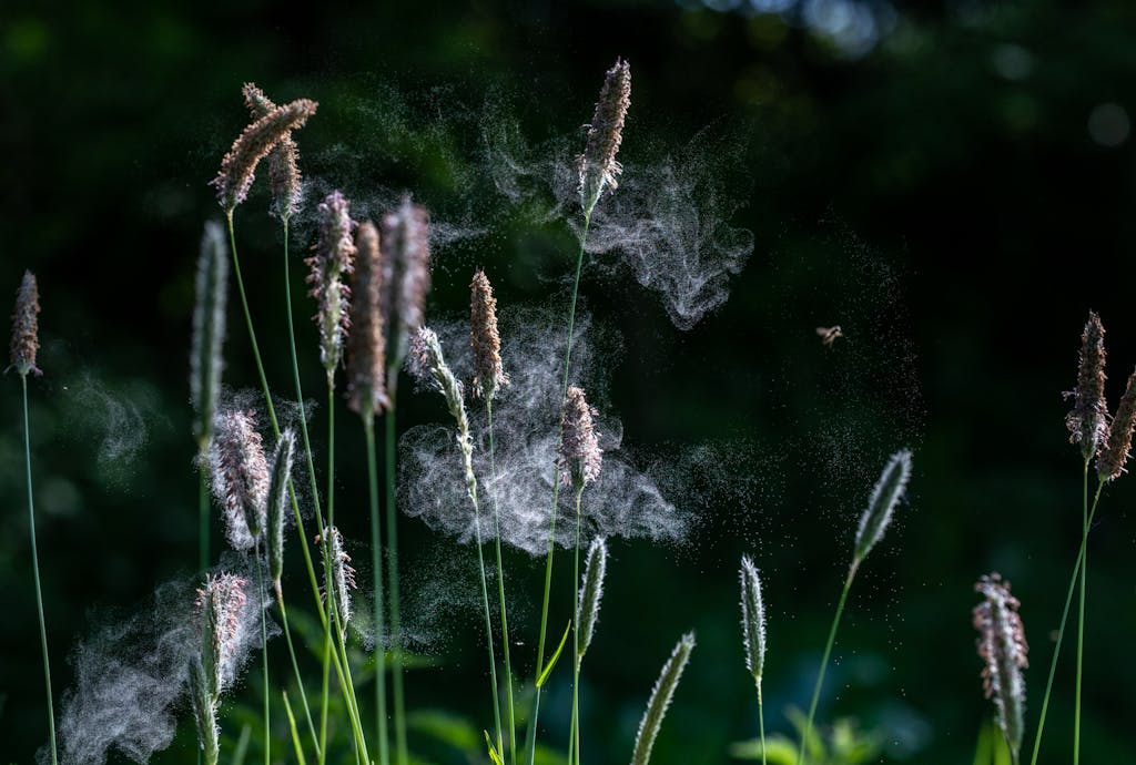 Pyłki powodujące alergie wiosenne Pyłki powodujące alergie wiosenne